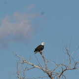 Eagle Watch w/special guest Rocky Mountain Raptor Program Profile Photo