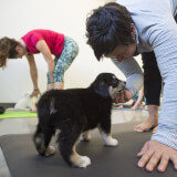Puppy Yoga Session 1- Volunteer Picnic Activity Profile Photo