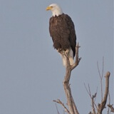 CANCELLED - Eagle Watch Profile Photo