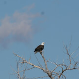 CANCELED: Eagle Watch w/special guest Rocky Mountain Raptor Program Profile Photo