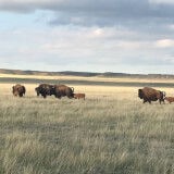 Science Behind the Scenery - Soapstone Bison: Creating the Herd Profile Photo