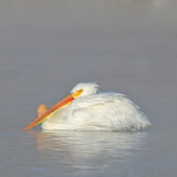 Pelican Marsh Profile Photo