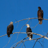 Eagle View Profile Photo