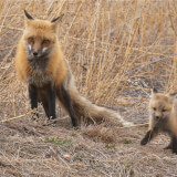 Red Fox Meadows Profile Photo
